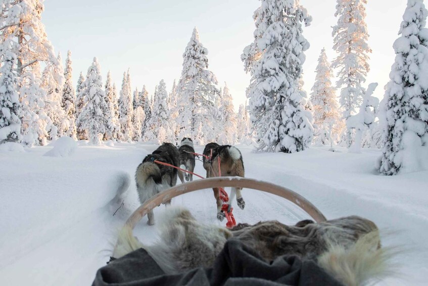 Picture 4 for Activity From Rovaniemi: Lapland Reindeer and Husky Sled Safari