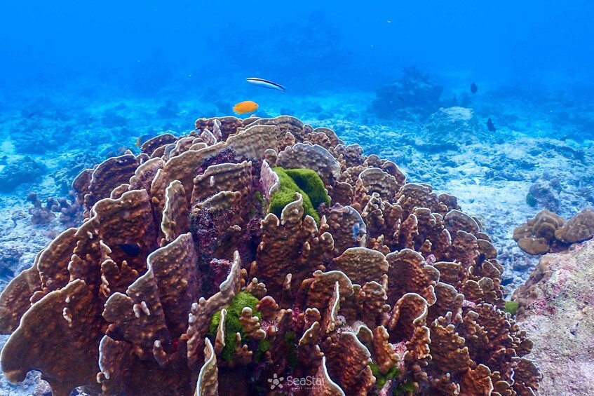 Picture 31 for Activity From Phi Phi: Full Day Snorkeling Trip by Longtail Boat