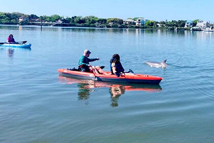 St. Augustine: Dolphin and Manatee Paddle or Kayak Tour