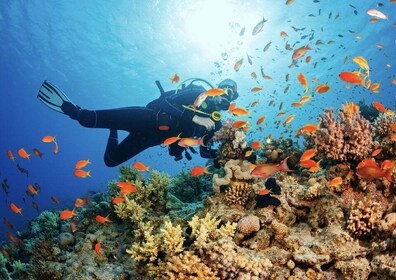 From Pattaya: Snorkelling or Beginner Scuba Diving Tour