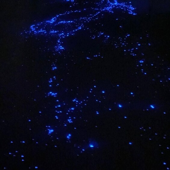 Picture 7 for Activity Holbox - Guided Bioluminescence Tour with pick up