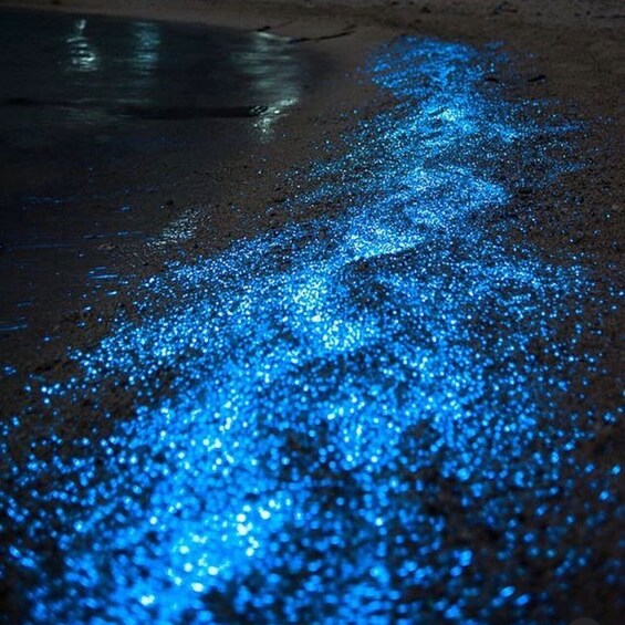 Picture 2 for Activity Holbox - Guided Bioluminescence Tour