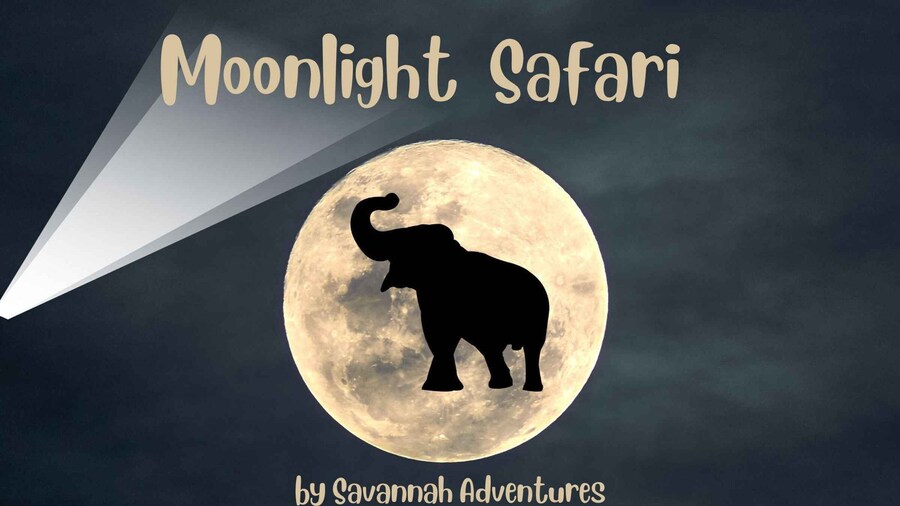 Victoria Falls Night Activity: Stargazing Experience