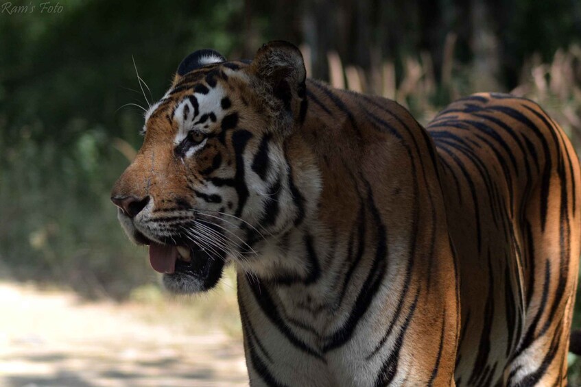 Picture 7 for Activity From Delhi: 5 Day Golden Triangle, Safari, & Bird Sanctuary