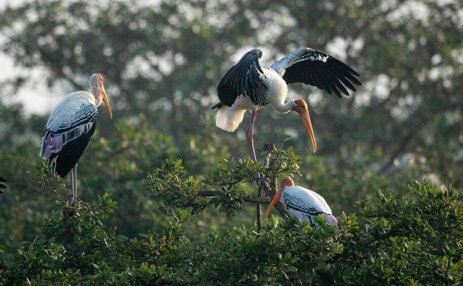 Picture 4 for Activity From Delhi: 5 Day Golden Triangle, Safari, & Bird Sanctuary