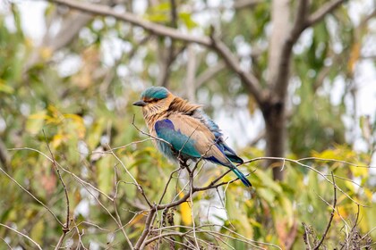 Desde Delhi: 5 días en el Triángulo Dorado, safari y santuario de aves