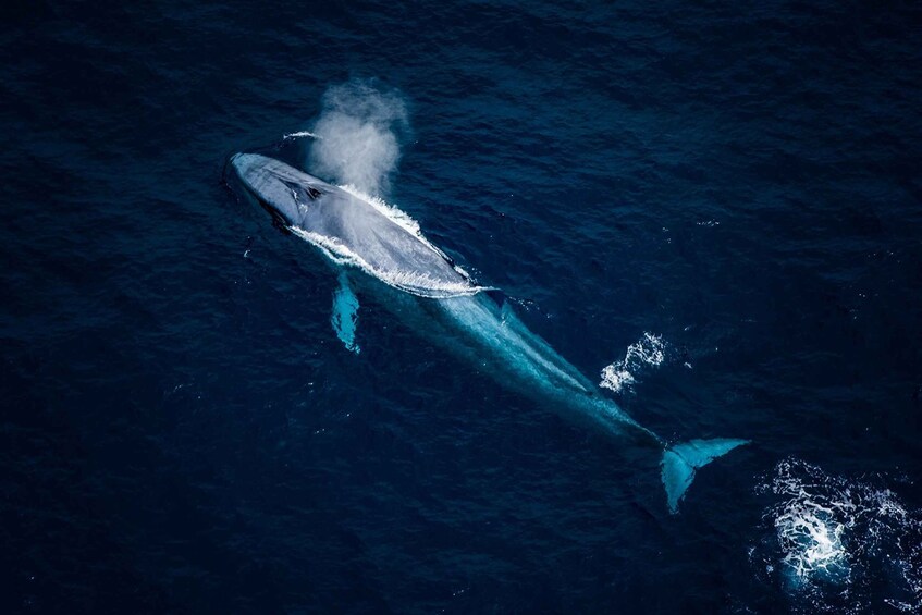 Picture 3 for Activity Kaikoura: Extended Flight Whale Watching & Mountain tour