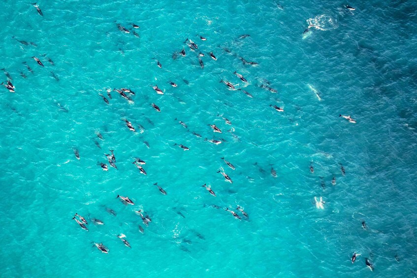 Picture 4 for Activity Kaikoura: Extended Flight Whale Watching & Mountain Tour