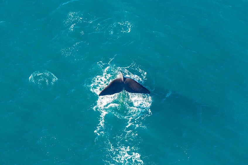 Picture 6 for Activity Kaikoura: Extended Flight Whale Watching & Mountain tour