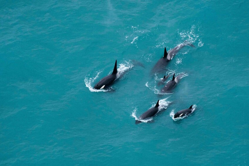 Picture 2 for Activity Kaikoura: Extended Flight Whale Watching & Mountain tour