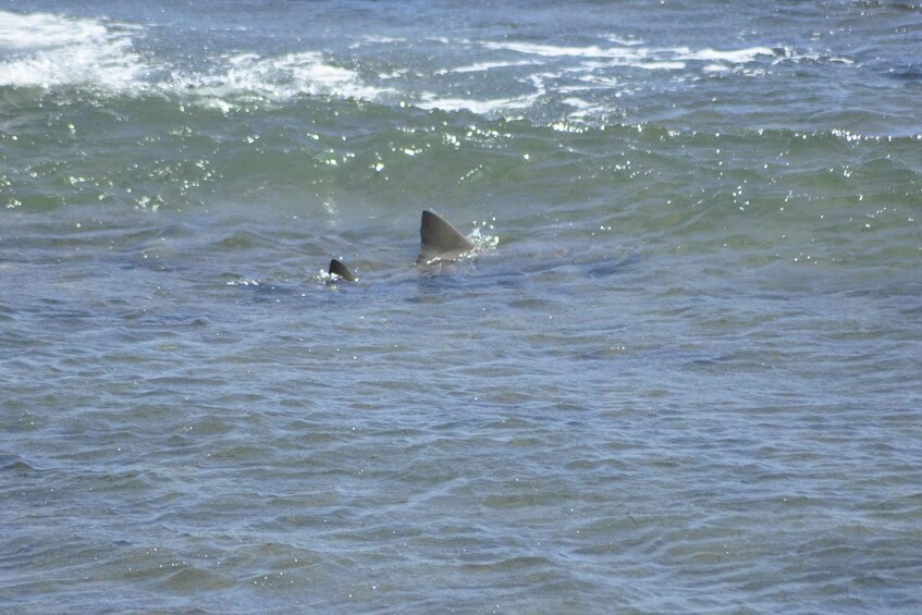 Picture 10 for Activity Boavista: Green Turtle & Shark Bay Sandboard Tour & Tasting