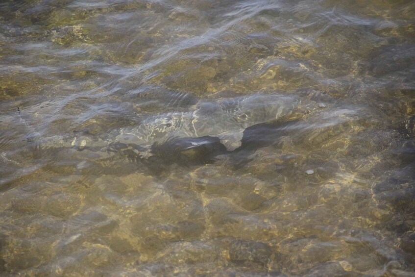 Picture 3 for Activity Boavista: Green Turtle & Shark Bay Sandboard Tour & Tasting