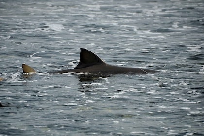 Boavista: Skilpadde, hai, Santa Monica, sandbrett og smaksprøver