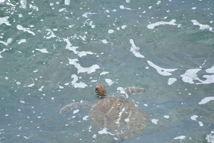 Picture 7 for Activity Boavista: Green Turtle & Shark Bay Sandboard Tour & Tasting