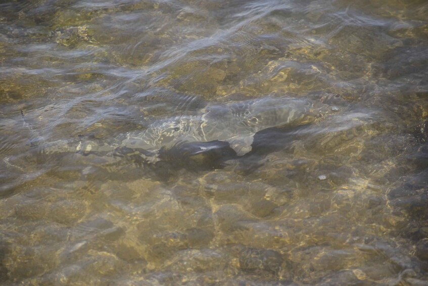 Picture 3 for Activity Boavista: Green Turtle & Shark Bay Sandboard Tour & Tasting