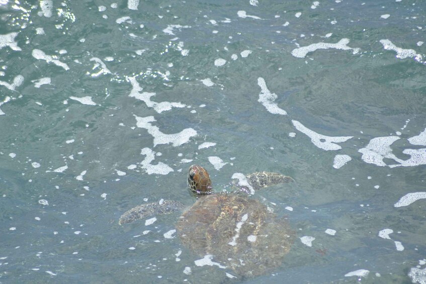 Picture 7 for Activity Boavista: Green Turtle & Shark Bay Sandboard Tour & Tasting