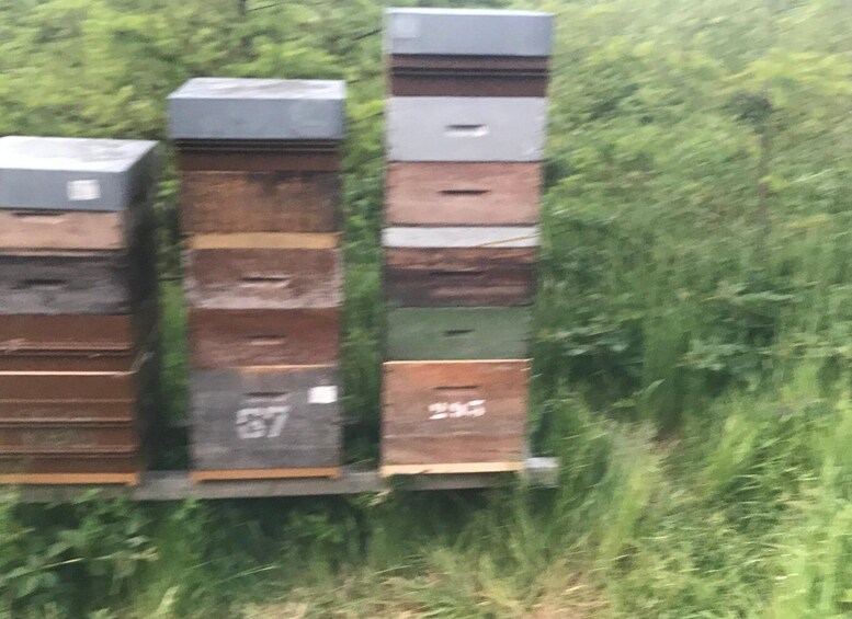 Picture 4 for Activity Denée : visit of beehives with tasting of local honey