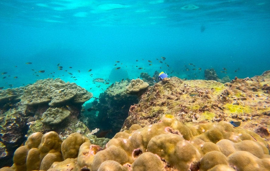 Picture 5 for Activity Phi Phi: Private Speedboat Tour to Maya Bay with Snorkel