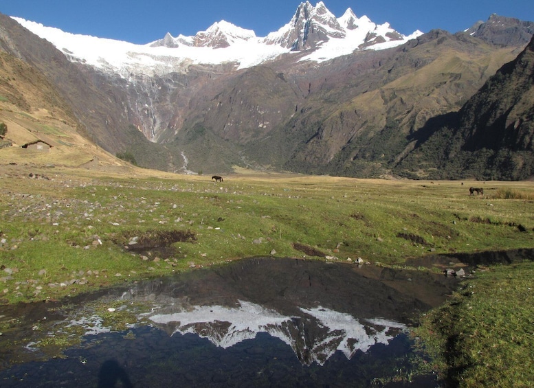 Picture 1 for Activity From Ancash: Trekking Alpamayo Cedars |9Days-8Nights|