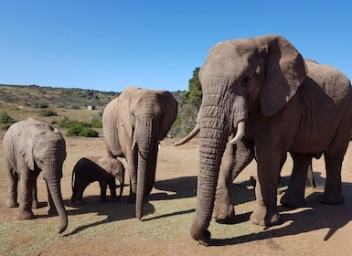 Full Day Addo Elephant National Park Safari