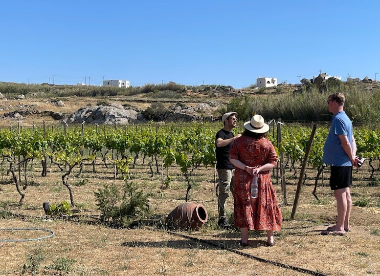 Naxos: Private Vineyard Tour & Wine Tasting with an Expert