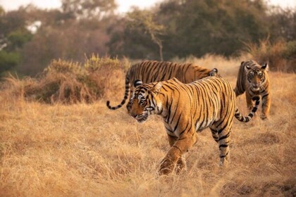 Excursión al Triángulo Dorado con Ranthambor Tiger Safari desde Delhi