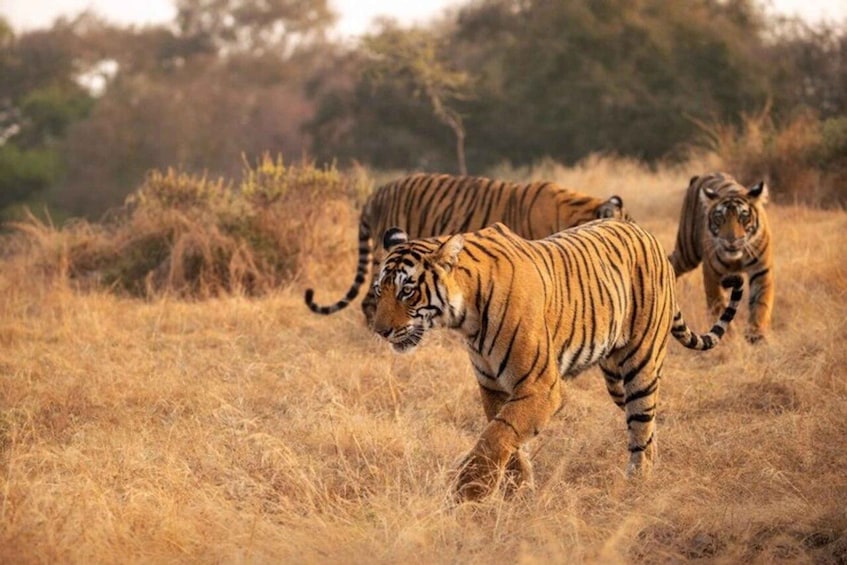 Golden Triangle Tour with Ranthambor Tiger Safari From Delhi