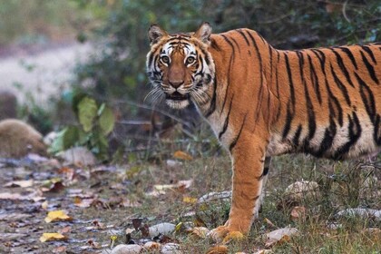 Excursión al Triángulo Dorado con Ranthambor Tiger Safari desde Delhi