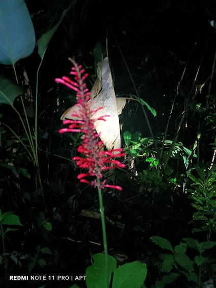 Picture 12 for Activity La Fortuna Arenal : Rainforest Night Hiking Trip .