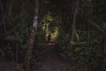 La Fortuna Arenal : Rainforest Night Hiking Trip .