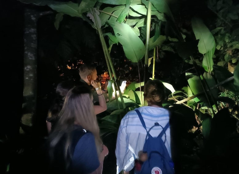 Picture 13 for Activity La Fortuna Arenal : Rainforest Night Hiking Trip .