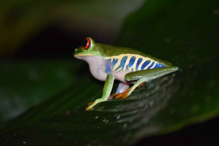 Picture 2 for Activity La Fortuna Arenal : Rainforest Night Hiking Trip .