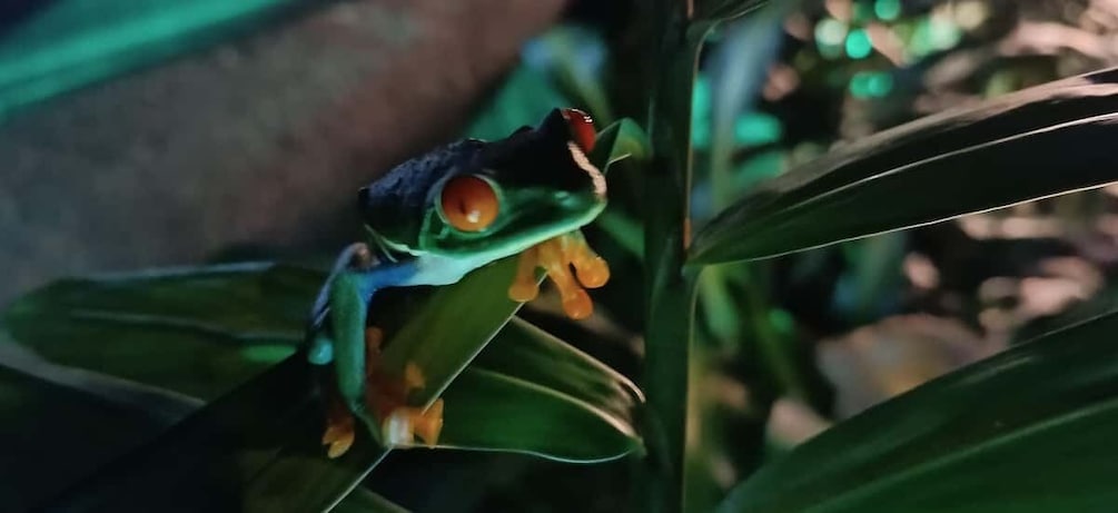 Picture 8 for Activity La Fortuna Arenal : Rainforest Night Hiking Trip .