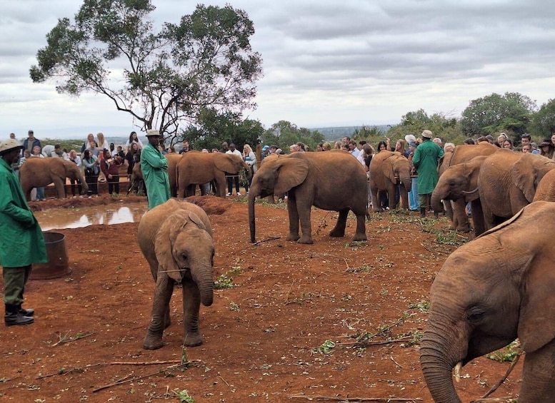 Picture 7 for Activity Elephant Orphanage and Beads Factory Day Tour .