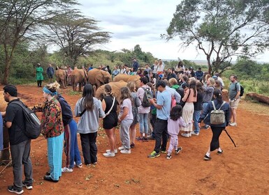 Orphelinat des éléphants et fabrique de perles excursion d’une journée.