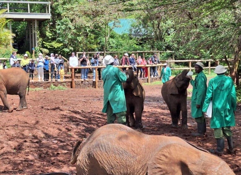 Picture 23 for Activity Elephant Orphanage and Beads Factory Day Tour .