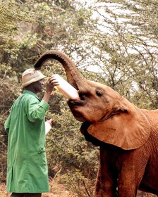 Orphelinat des éléphants et fabrique de perles excursion d’une journée.