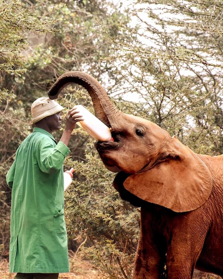 Elephant Orphanage and Beads Factory Day Tour .