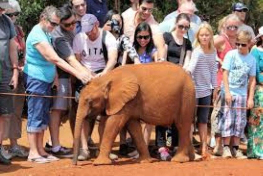 Picture 17 for Activity Elephant Orphanage and Beads Factory Day Tour .