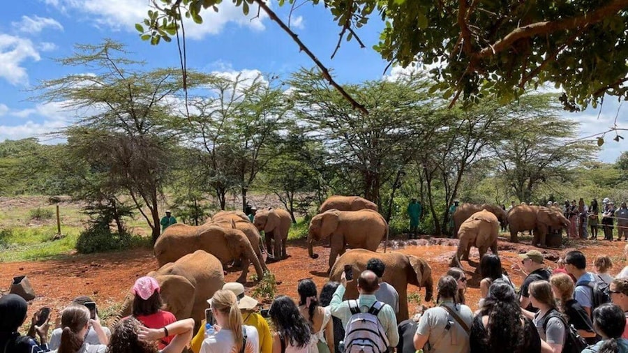 Picture 2 for Activity Elephant Orphanage and Beads Factory Day Tour .