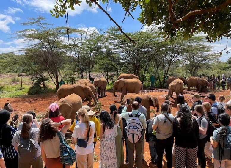 Picture 2 for Activity Elephant Orphanage and Beads Factory Day Tour .