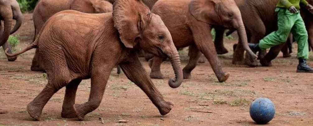 Picture 5 for Activity Elephant Orphanage and Beads Factory Day Tour .