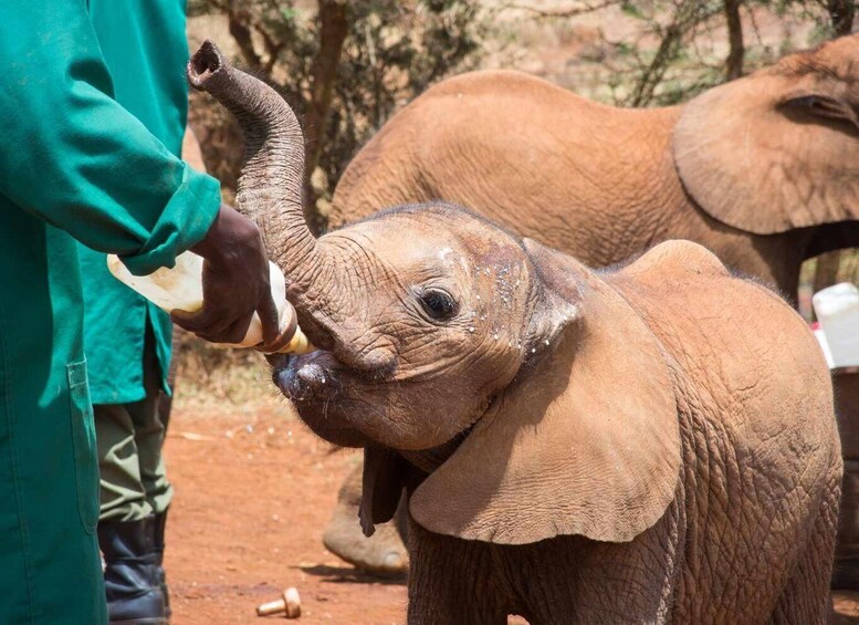 Picture 1 for Activity Elephant Orphanage and Beads Factory Day Tour .