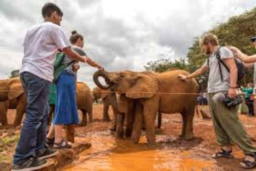 Picture 24 for Activity Elephant Orphanage and Beads Factory Day Tour .