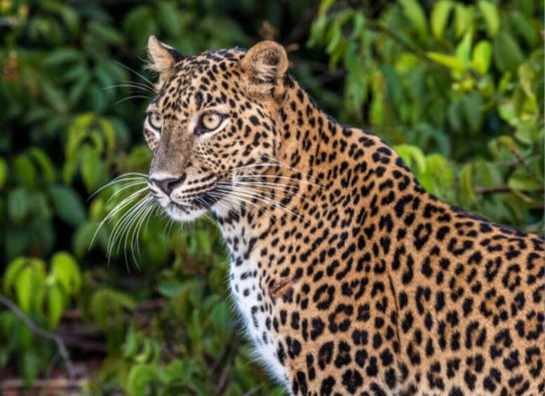 Picture 2 for Activity From Ella: Yala Leopard Safari & Local Lunch Adventure