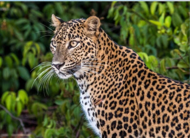 Picture 2 for Activity From Ella: Yala Half Day Leopard Safari with Lunch (private)