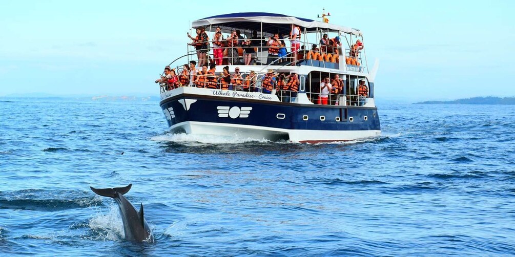 From Tangalle: Mirissa Whale Watching Tour with Breakfast