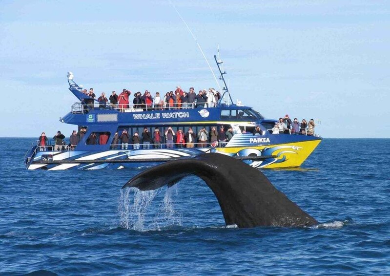 Picture 1 for Activity From Tangalle: Mirissa Whale Watching Tour with Breakfast