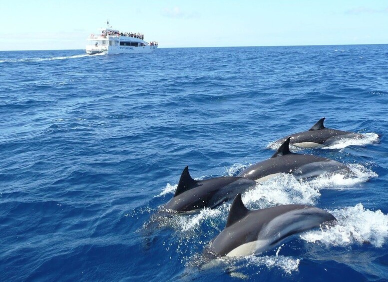 Picture 3 for Activity From Tangalle: Mirissa Whale Watching Tour with Breakfast