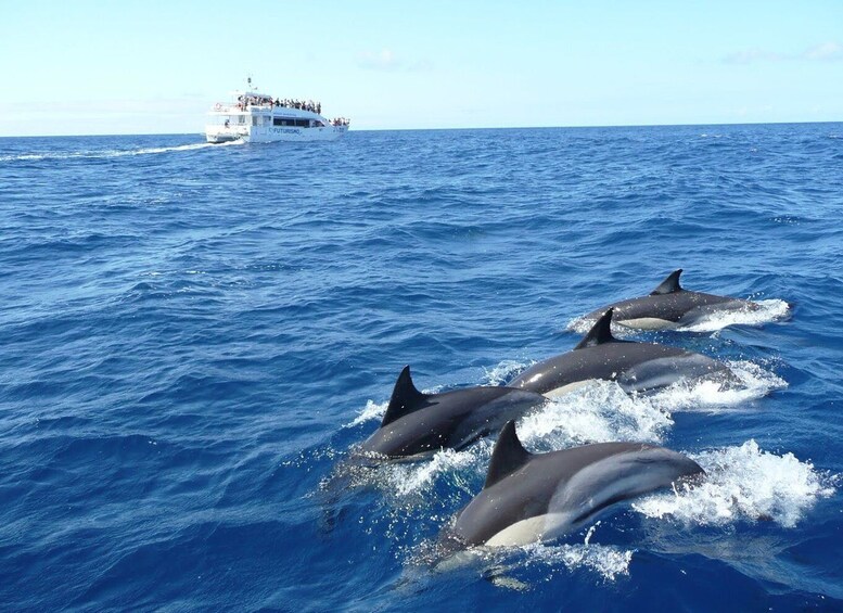 Picture 3 for Activity From Tangalle: Mirissa Whale Watching Tour with Breakfast